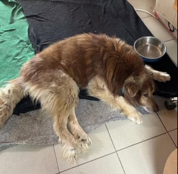 Приют для бездомных животных "Каштанкин дом" г. Абакан, собака лежит на полу.