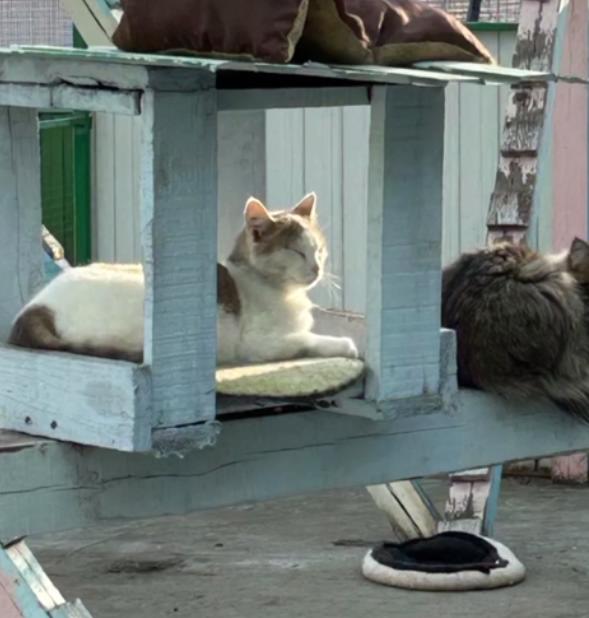 Приют для бездомных животных "Каштанкин дом" г. Абакан, кот.